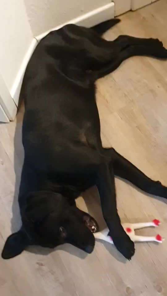 Video-Challenge Nr. 7 
Dein Hund mit Spielzeug-Beitrag-Bild