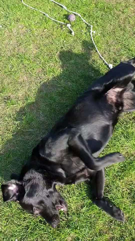 Video-Challange Nr. 9
Der unsinnige Hund-Beitrag-Bild