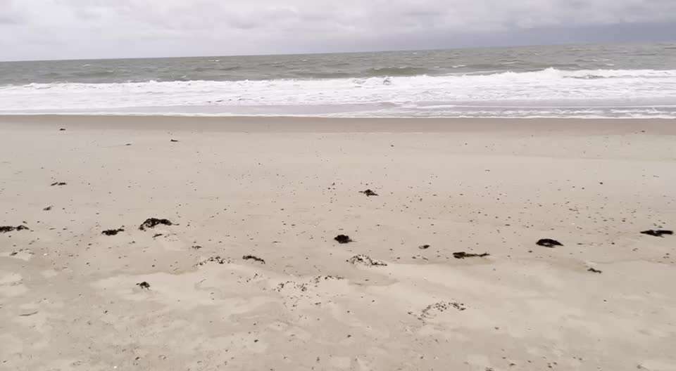 Rhodesian Ridgeback-Beitrag-Bild