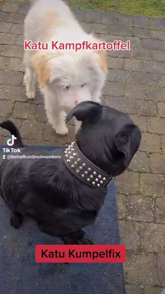 TierschutzhundeStammtisch🐕-Beitrag-Bild