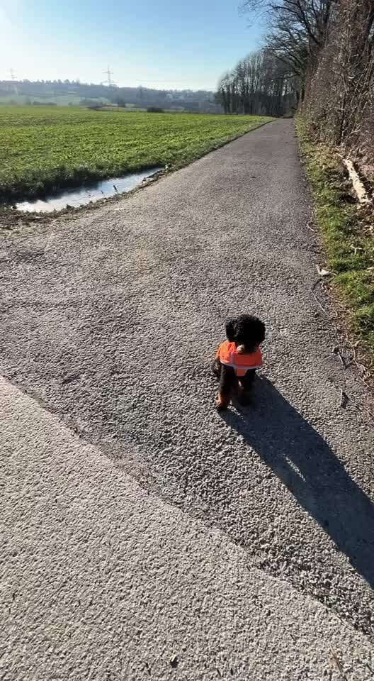 45. Tricktraining - Apportieren-Beitrag-Bild