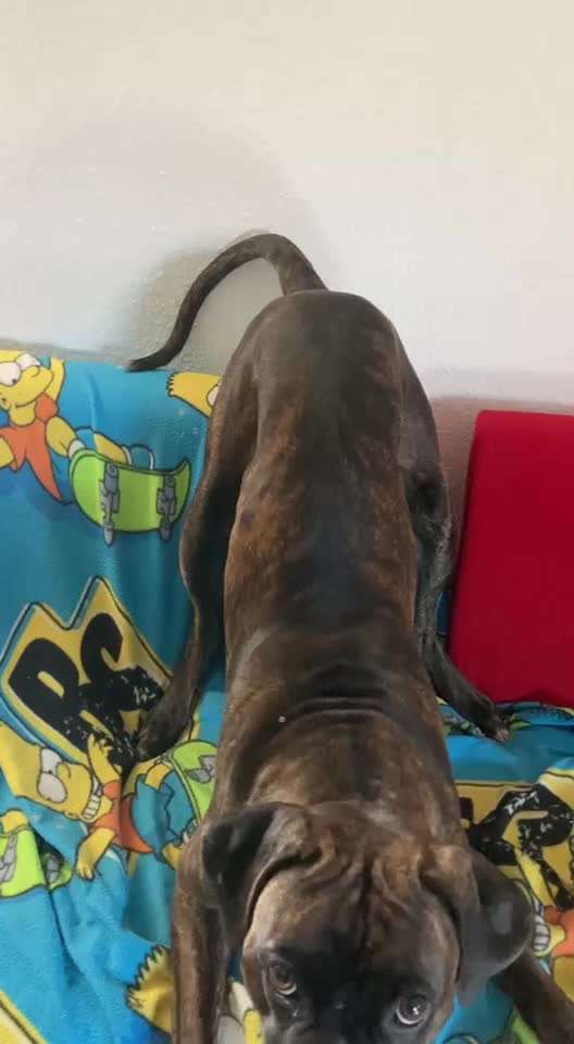 Hammelschwanz-Beitrag-Bild