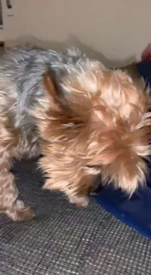 Gaumenspalte beim erwachsenen Hund?? Und Wasser in der Nase nach dem trinken...-Beitrag-Bild