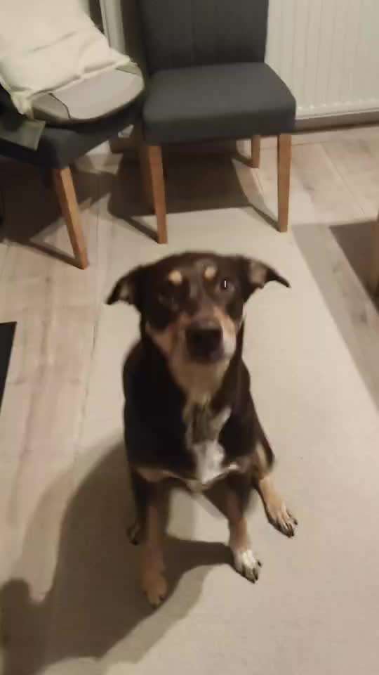 65. Gemeinsames Tricktraining: Rückwärts auf Gegenstand-Beitrag-Bild