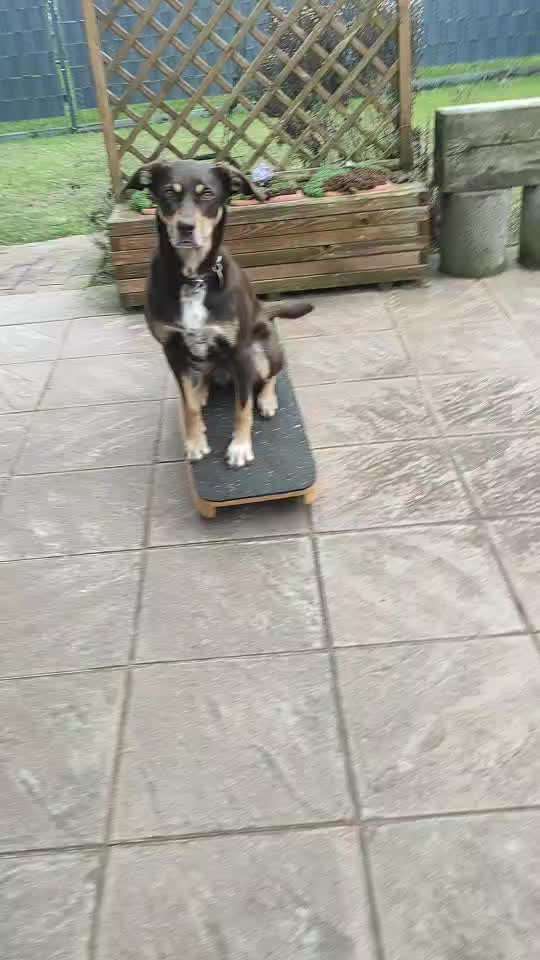 65. Gemeinsames Tricktraining: Rückwärts auf Gegenstand-Beitrag-Bild