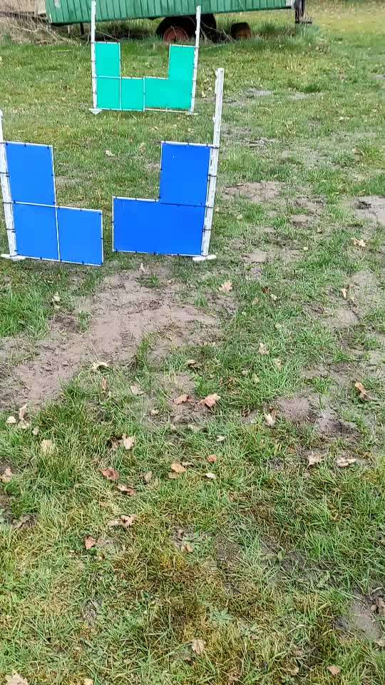 68. Tricktraining "Flyball"-Beitrag-Bild