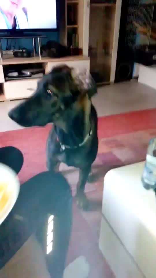 Zeigt hier Euer liebstes Video Eurer Hunde-Beitrag-Bild