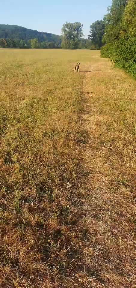 Impulskontrolle-Challenge Nr. 2: Vorbei laufen-Beitrag-Bild