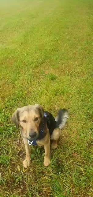 Impulskontrolle-Challenge Nr. 2: Vorbei laufen-Beitrag-Bild