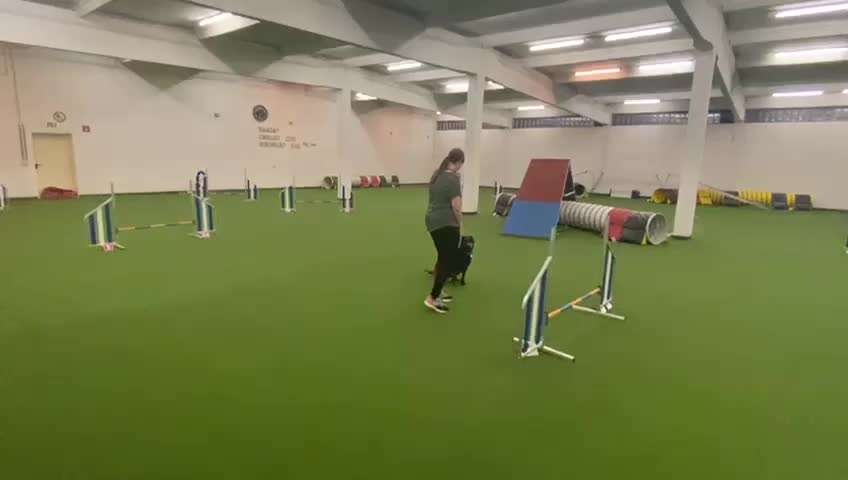 Gibt es Agility Fans unter uns ?-Beitrag-Bild