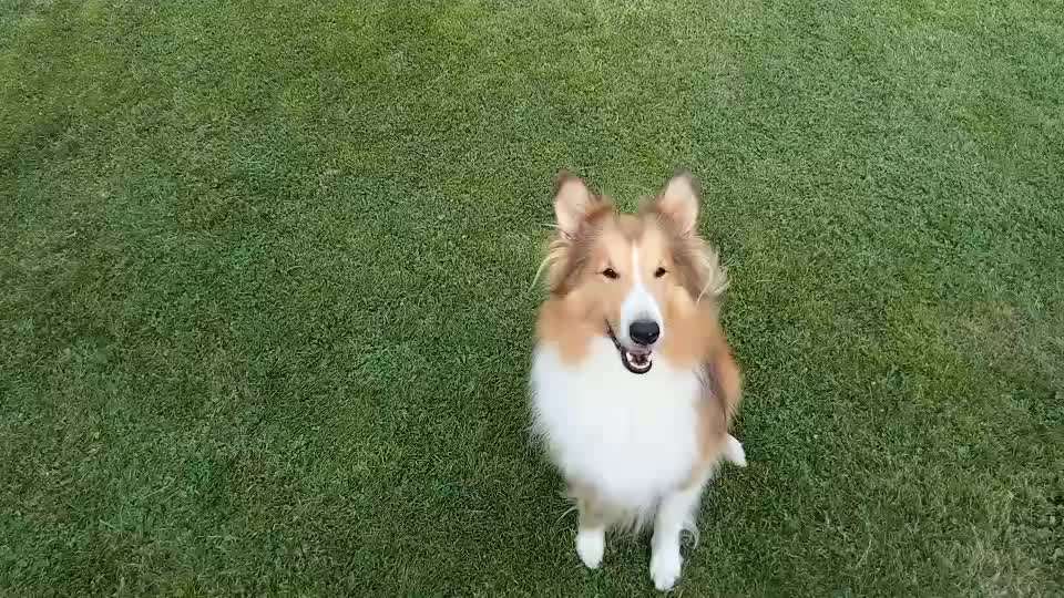 56. Gemeinsames Tricktraining : einein Gegenstand  ruckwärts umrunden-Beitrag-Bild