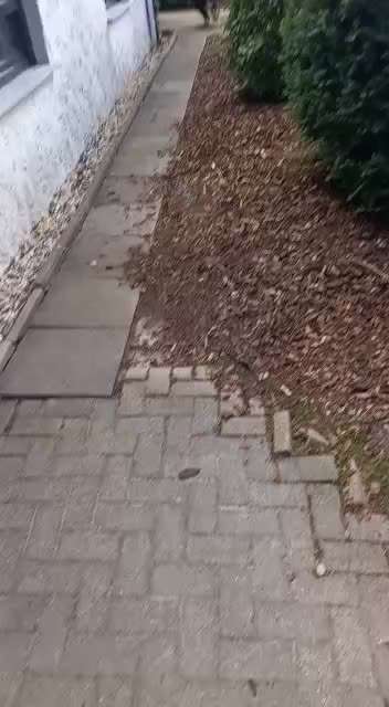 Berner Sennen-Beitrag-Bild