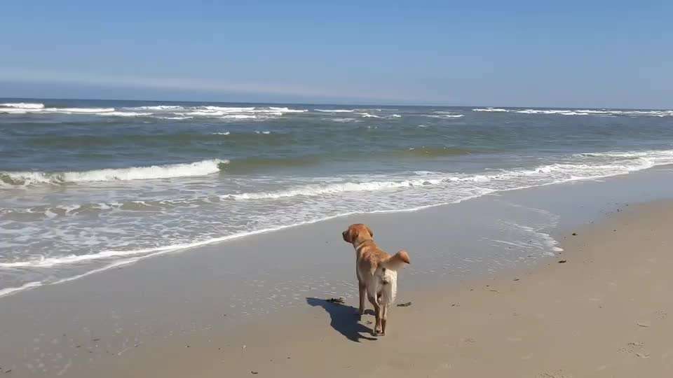 Die Dogorama Wochen Challenge: “Dein Hund im Urlaub”-Beitrag-Bild