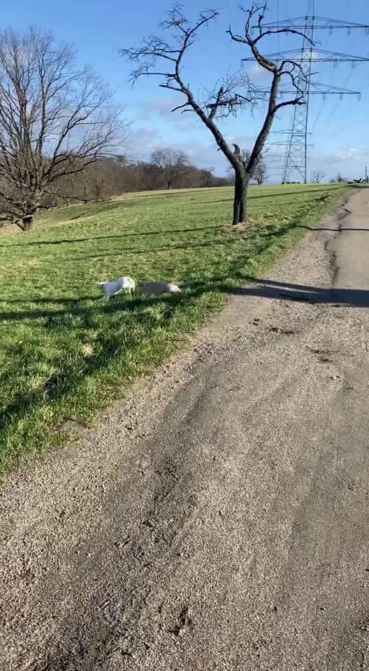 Jack Russel-Beitrag-Bild