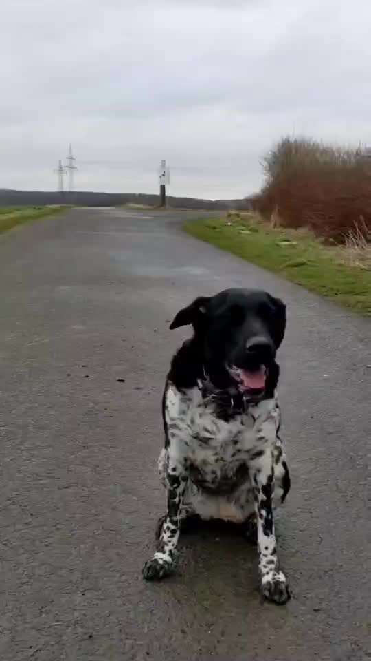 Foto Challenge Nr. 137 - Lass die Ohren fliegen-Beitrag-Bild