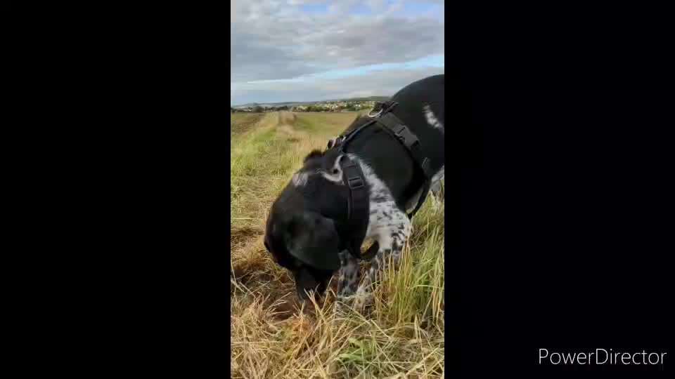 Welchen Hund hast du?-Beitrag-Bild