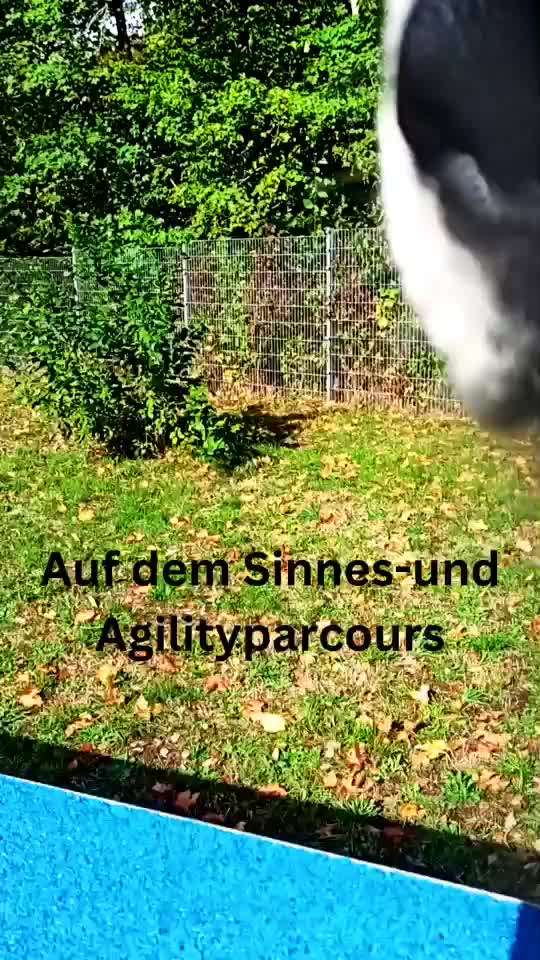 Hundefreizeitpark in Rheinland-Pfalz-Beitrag-Bild