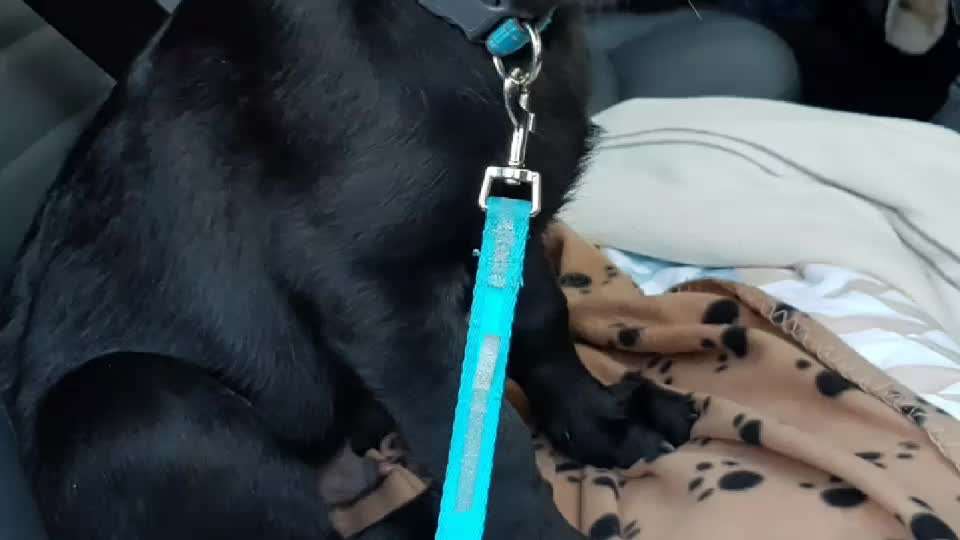 Zeigt mir die lustigsten Schlafpositionen eurer Fellnasen-Beitrag-Bild