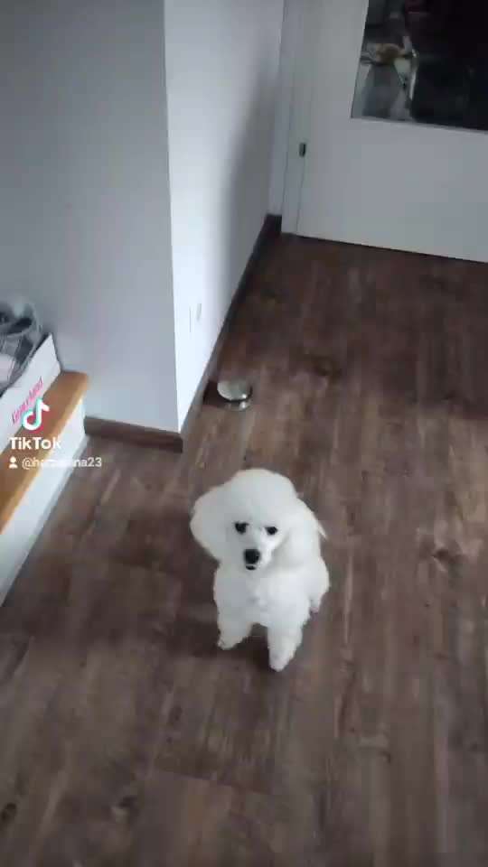 Dogorama Blog Challenge: Hundetricks-Beitrag-Bild