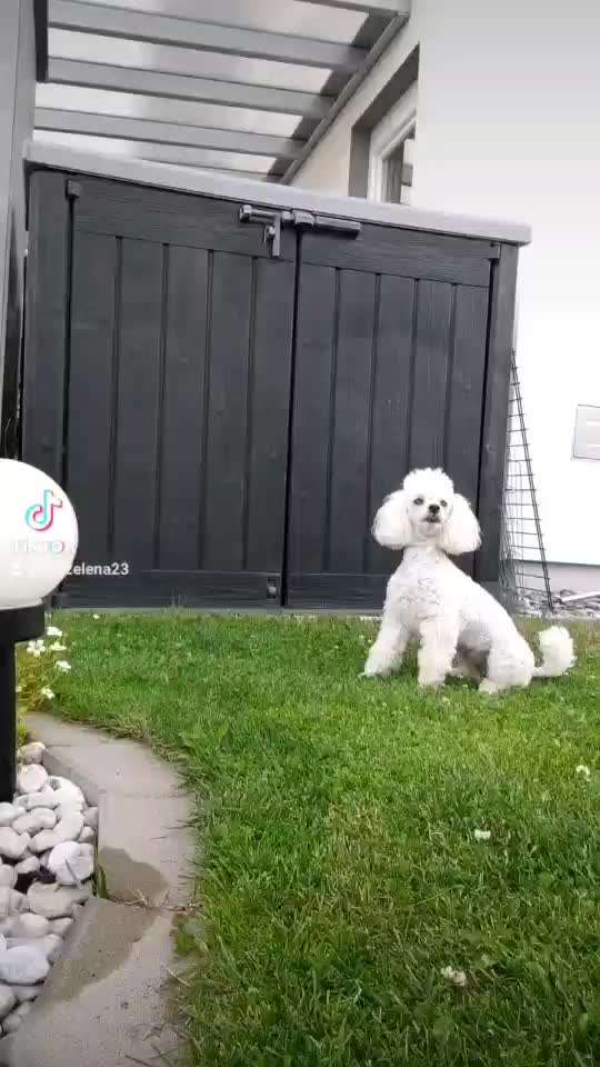 Dogorama Blog Challenge: Hundetricks-Beitrag-Bild