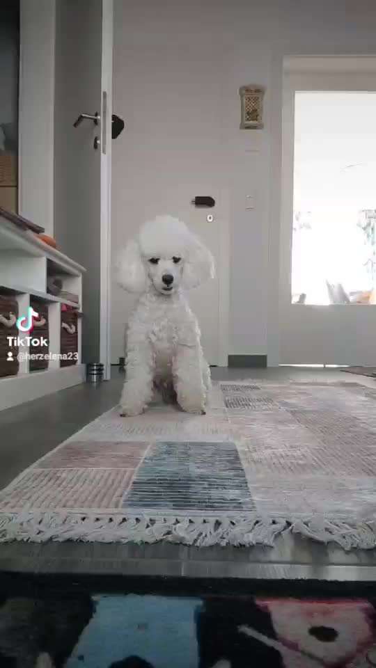 Dogorama Blog Challenge: Hundetricks-Beitrag-Bild