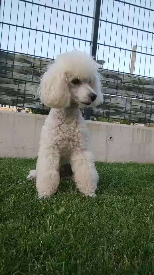 Dogorama Blog Challenge: Hundetricks-Beitrag-Bild