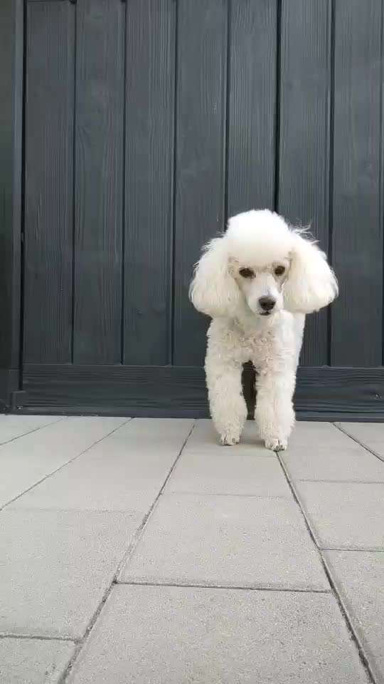 Dogorama Blog Challenge: Hundetricks-Beitrag-Bild