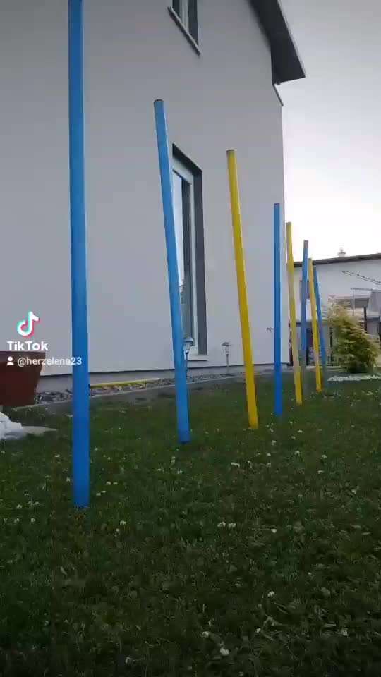 Dogorama Blog Challenge: Hundetricks-Beitrag-Bild