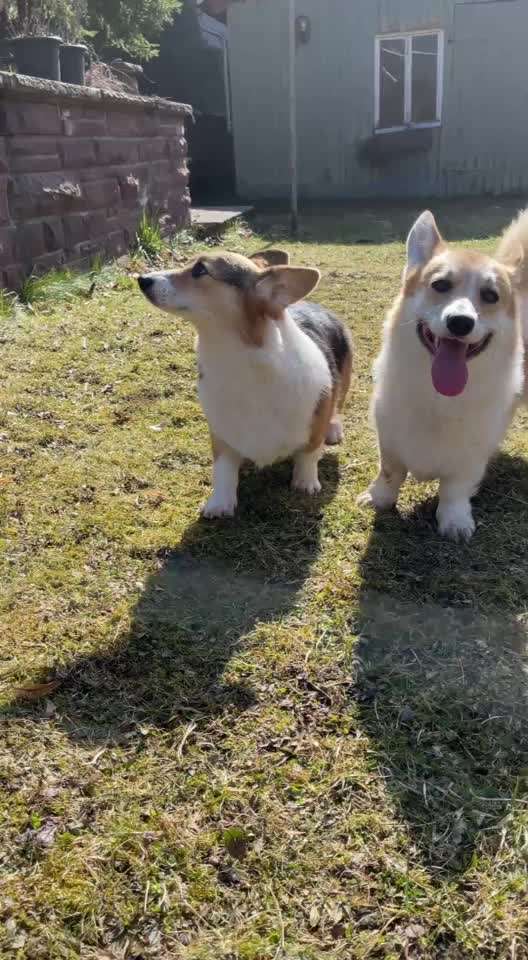 Wo sind die Welsh Corgi Cardigan besitzer?-Beitrag-Bild