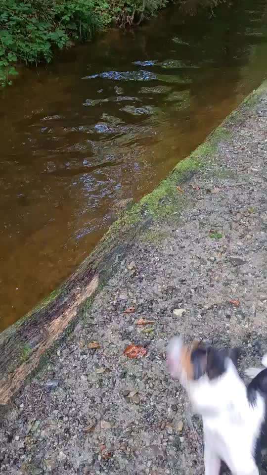 Die Dogorama Wochen Challenge-Beitrag-Bild