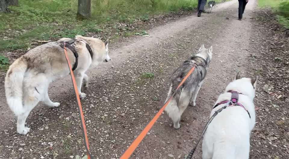 Gassi mit zwei Hunden-Beitrag-Bild