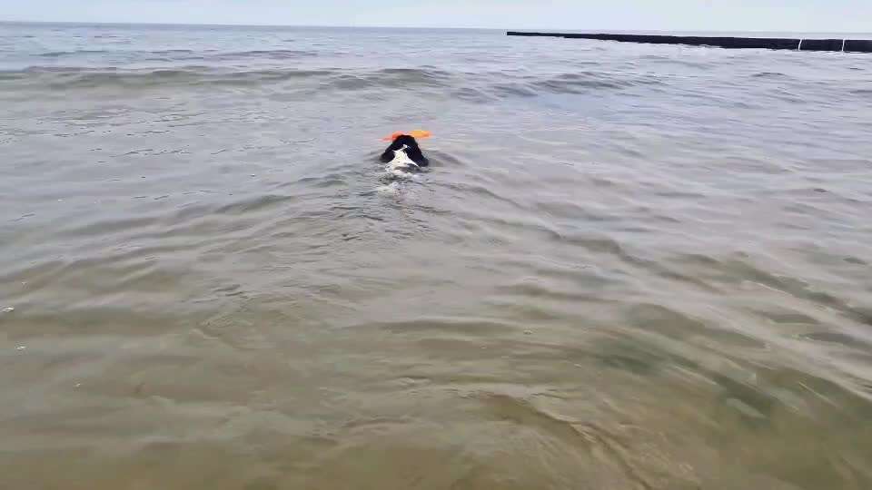 Cavalier King Charles Spaniel?-Beitrag-Bild