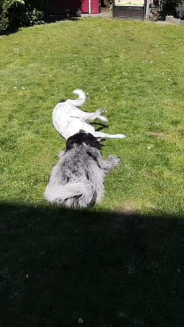 Bester Freund, Hundekumpel - zeigt her!-Beitrag-Bild