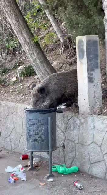 Wild & Hund- Was sollte ich beachten?-Beitrag-Bild