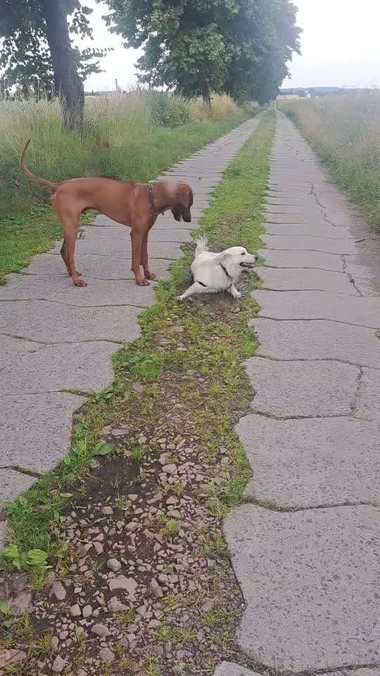 Wo sind die Golden Retriever Liebhaber?-Beitrag-Bild