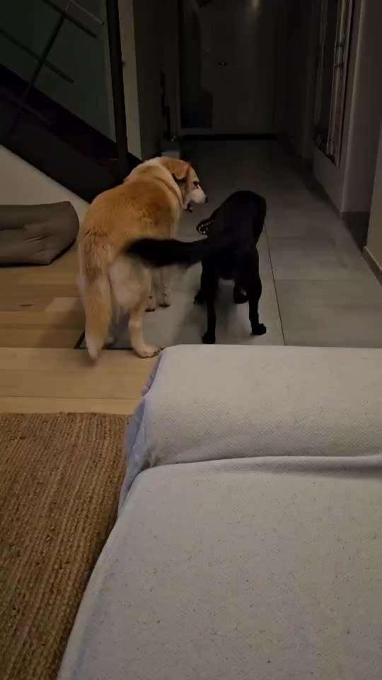 TierschutzhundeStammtisch🐕-Beitrag-Bild