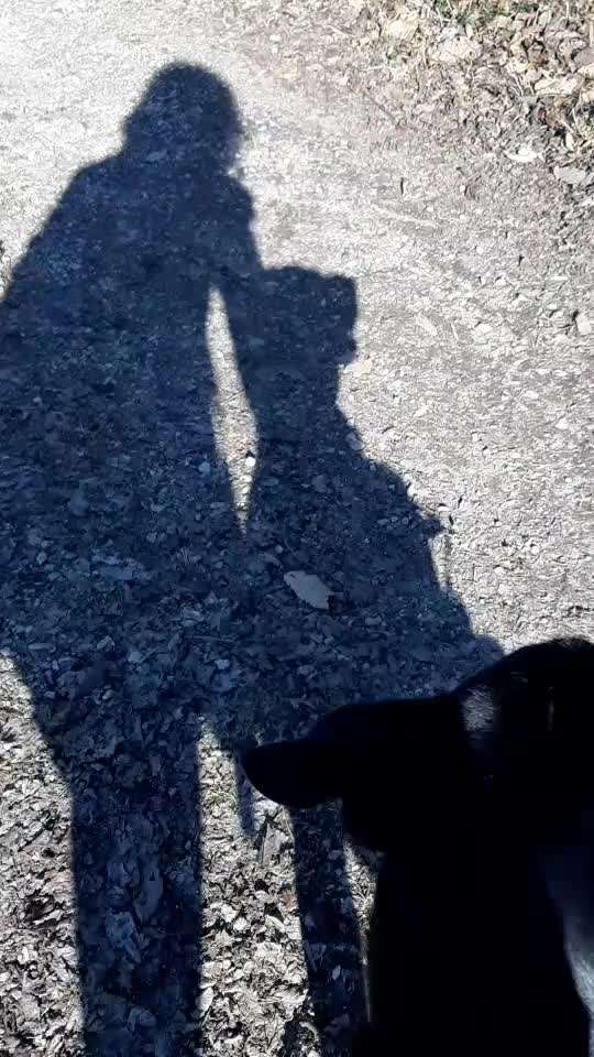 Hobby's mit Hund-Beitrag-Bild