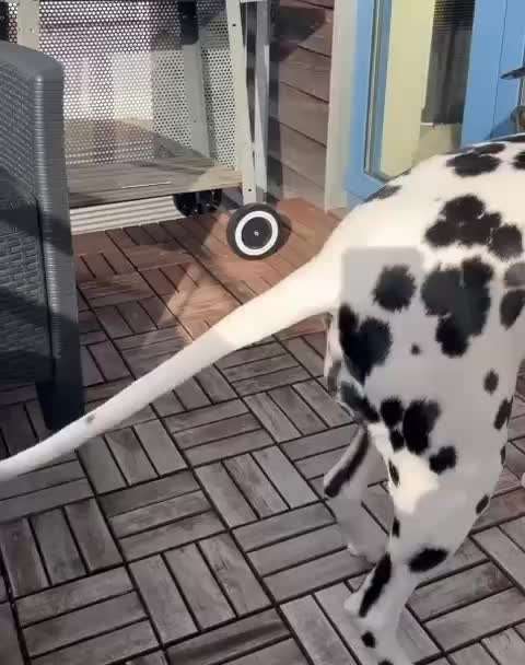 Was schätzt ihr an eurem Hund besonders?-Beitrag-Bild