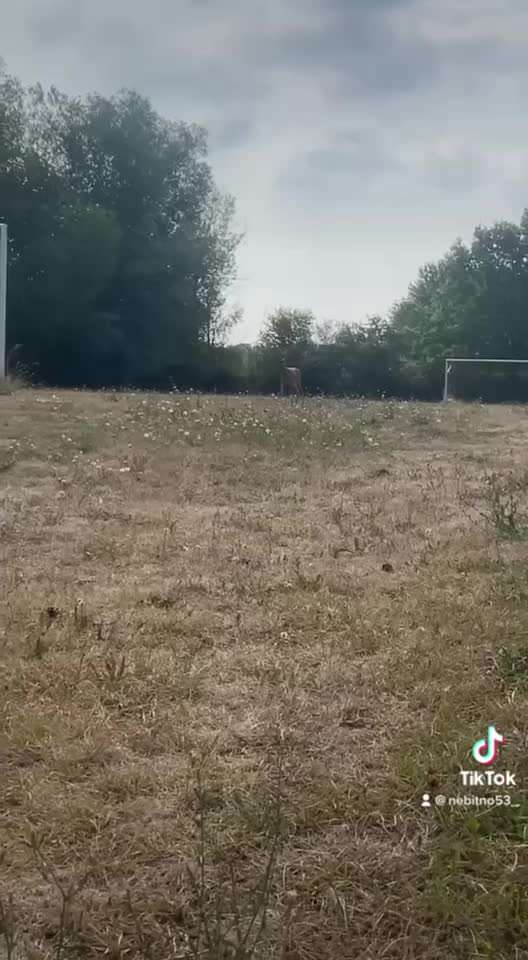 Handy Video Challenge Nr.25 ,,Wildbegegnungen"-Beitrag-Bild