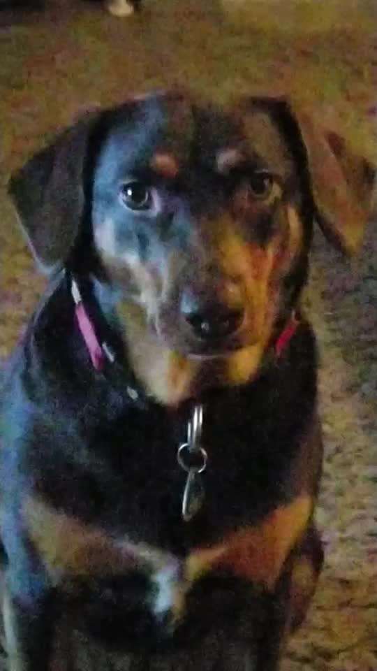 Mischlinge raten - Rätselspaß-Beitrag-Bild