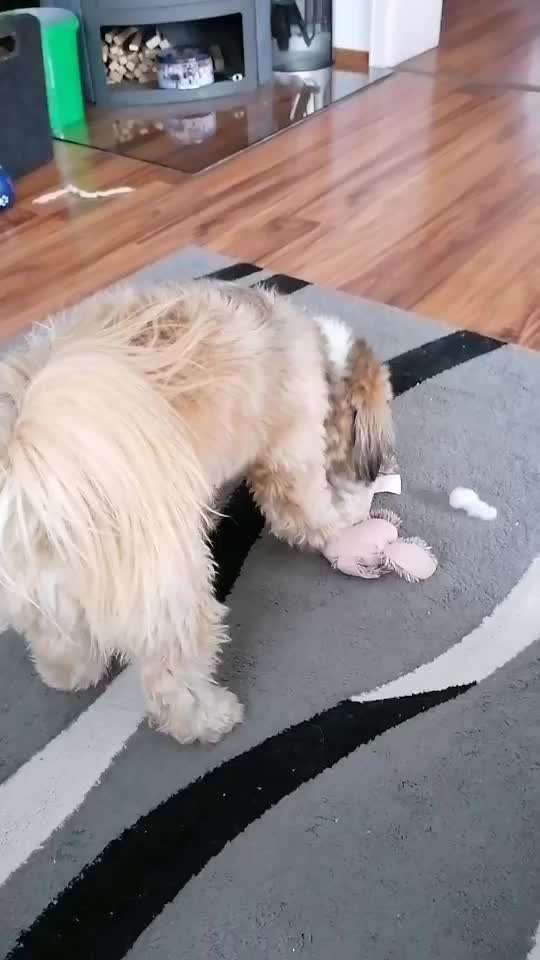 Hunde sind die beste Medizin-Beitrag-Bild