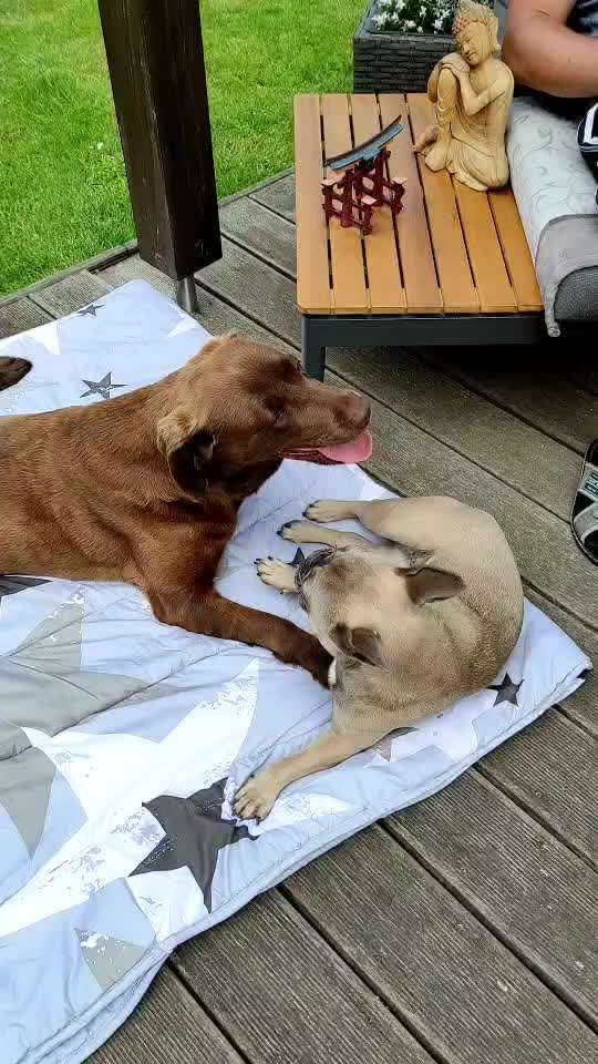 Französische Bulldoggen-Beitrag-Bild