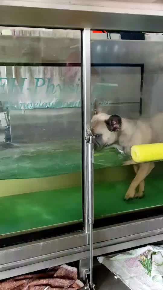 Französische Bulldoggen-Beitrag-Bild