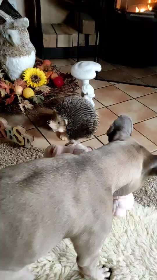 Französische Bulldoggen-Beitrag-Bild