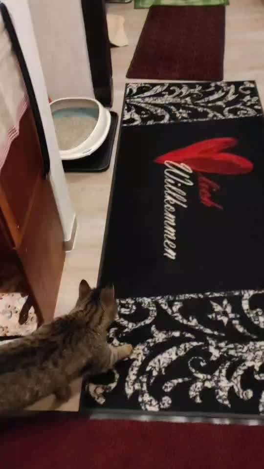 Französische Bulldoggen-Beitrag-Bild