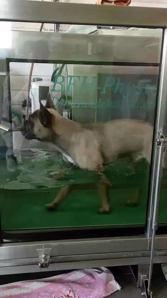 Französische Bulldoggen-Beitrag-Bild