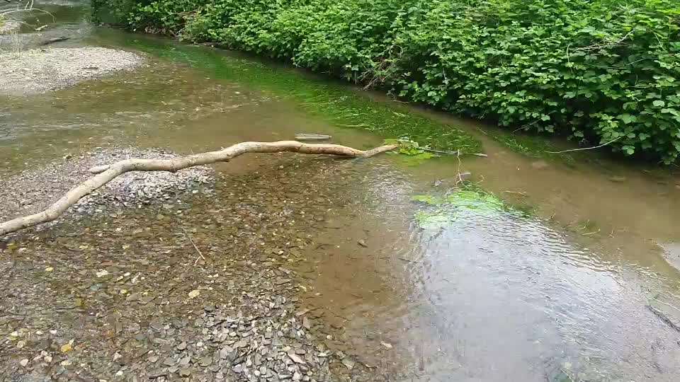 Alles rund um den Pudel-Beitrag-Bild