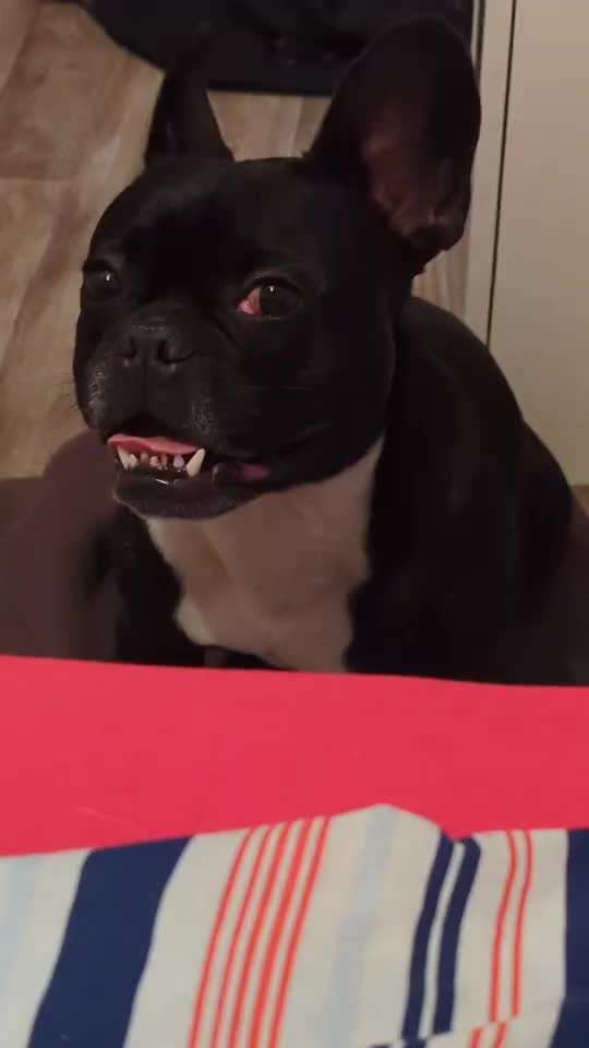 Französische Bulldoggen-Beitrag-Bild