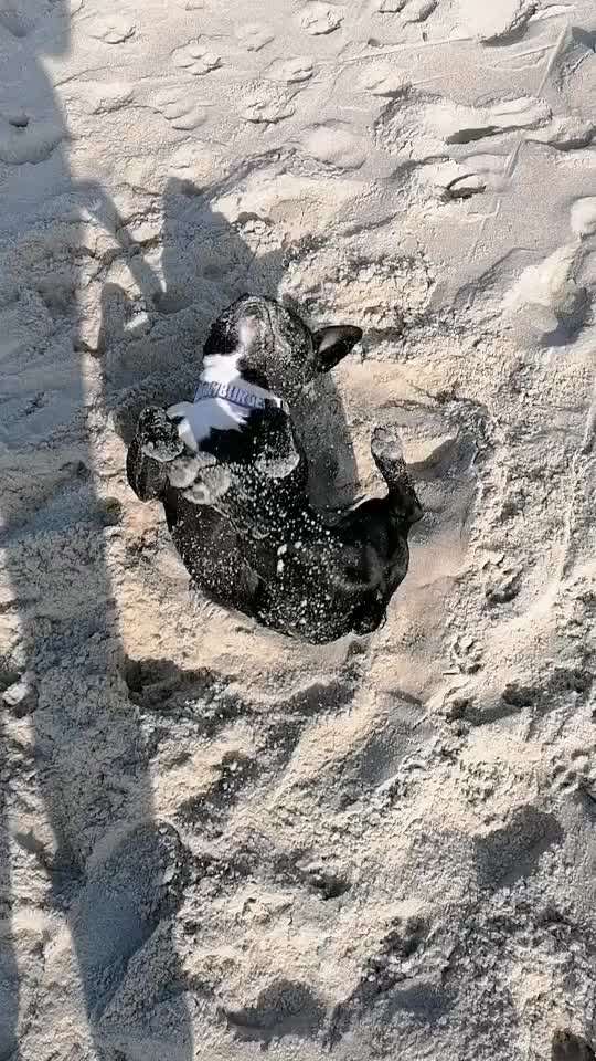 Französische Bulldoggen-Beitrag-Bild