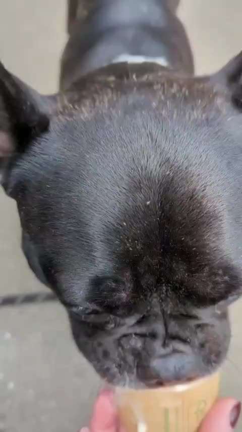 Französische Bulldoggen-Beitrag-Bild